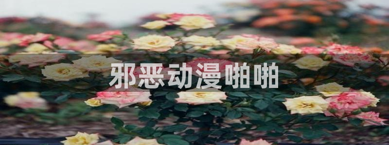 囧次元老版本：邪恶动漫啪啪